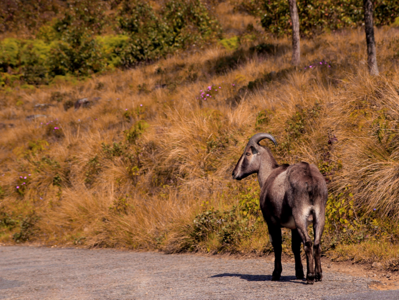 Eravikulam National Park in kerala