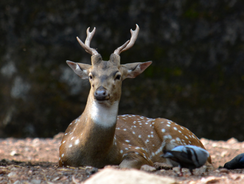 trivandrum zoo