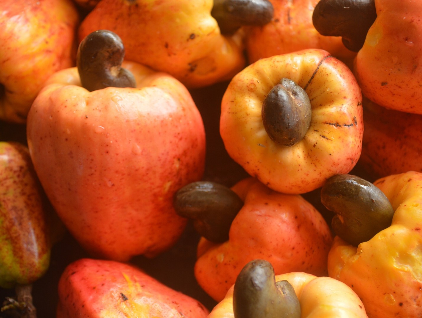 Kollam The land of Cashews India