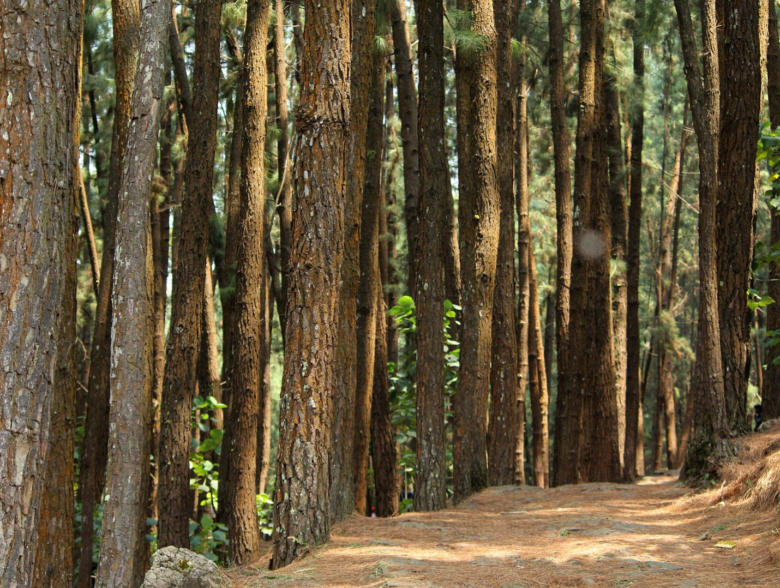 vagamon