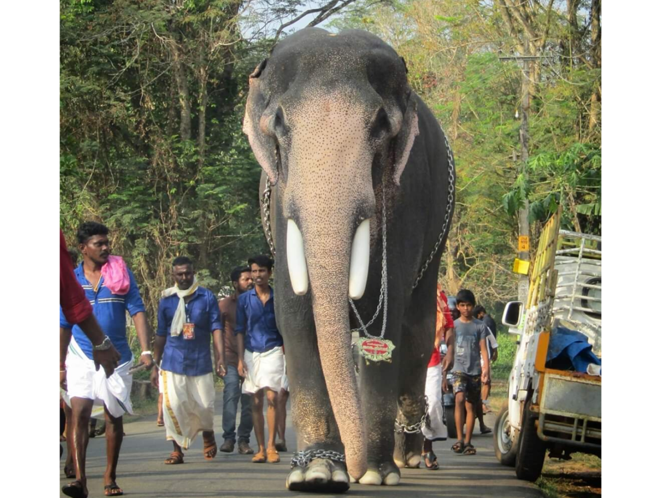 Top 10 Famous Elephants Living In Kerala - India