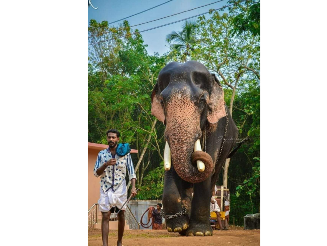Top 10 famous Elephants living in Kerala India