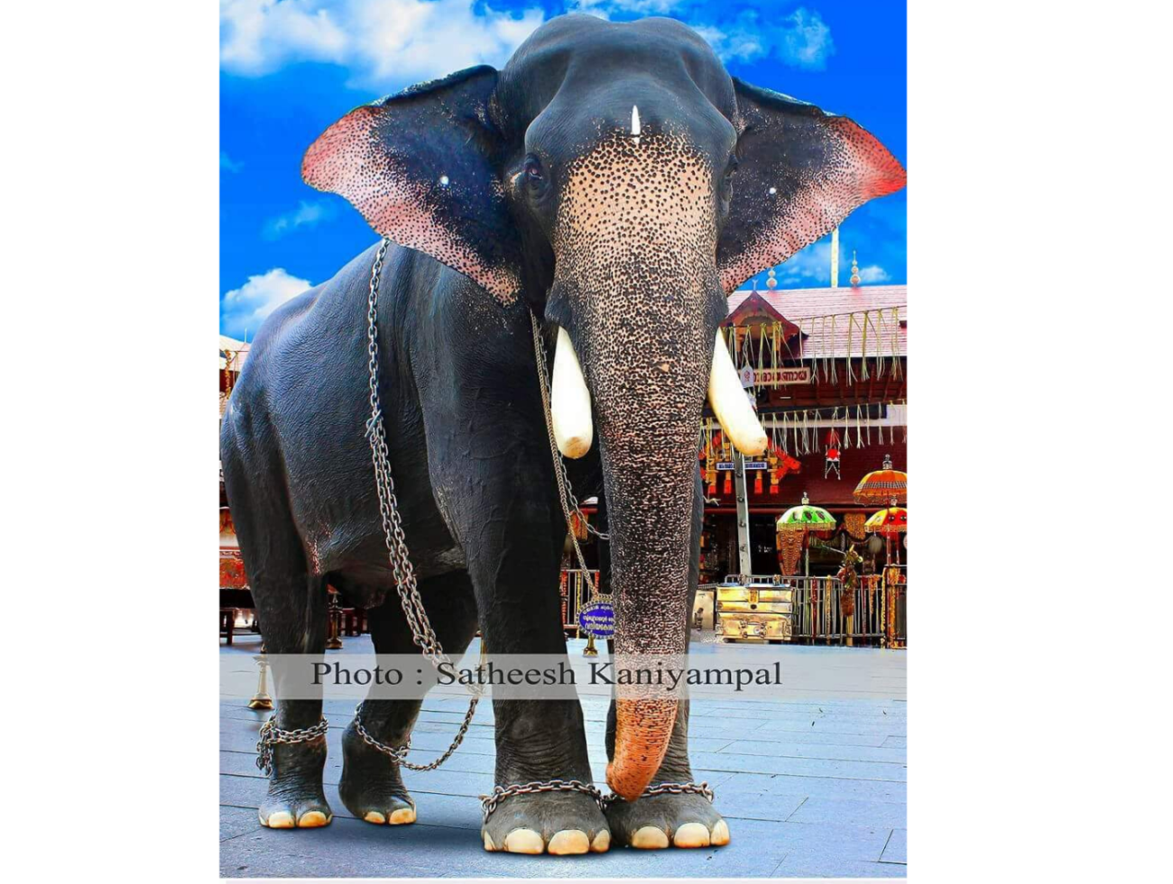 Top 10 famous Elephants living in Kerala India