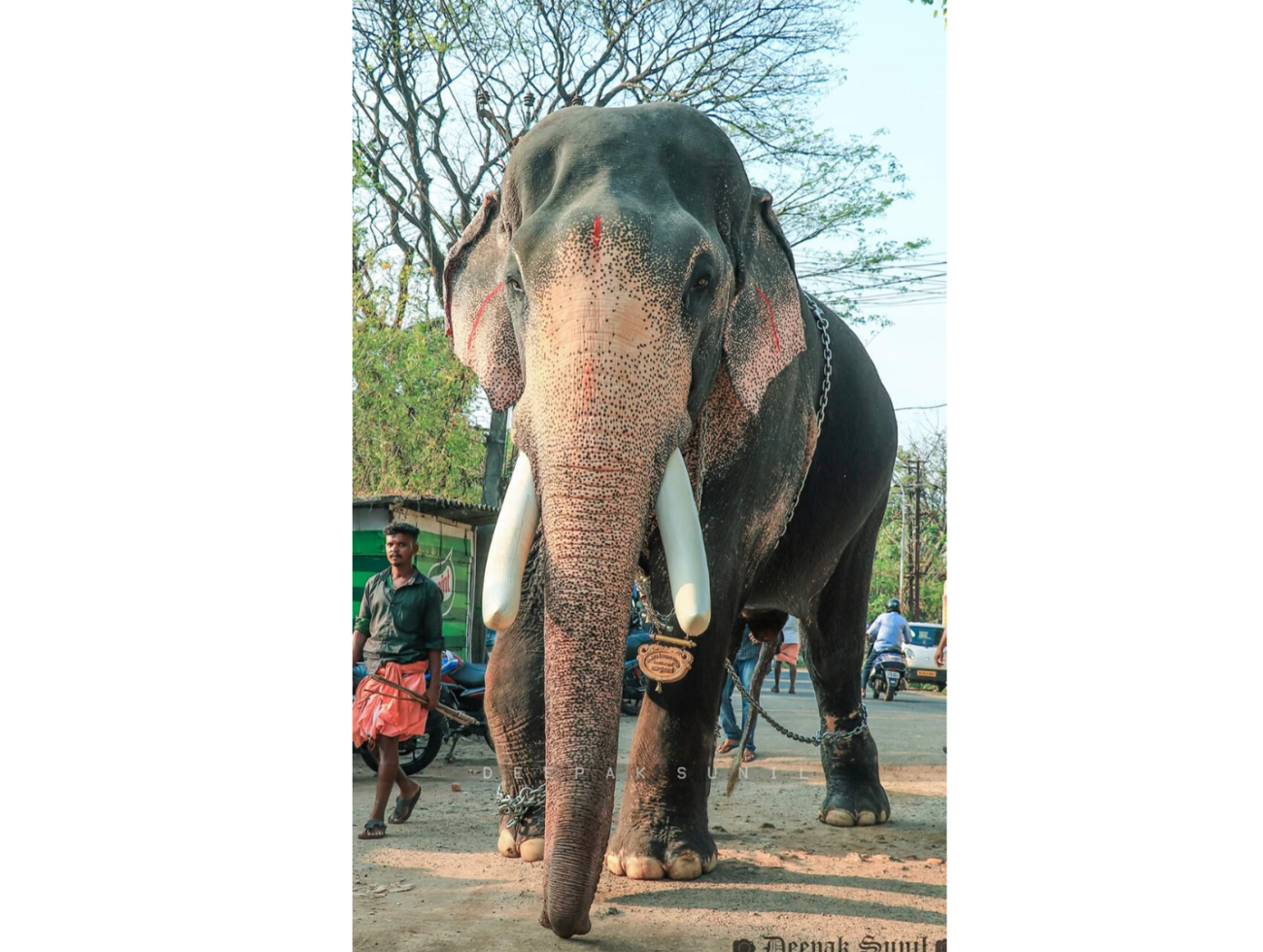 Top 10 famous Elephants living in Kerala India