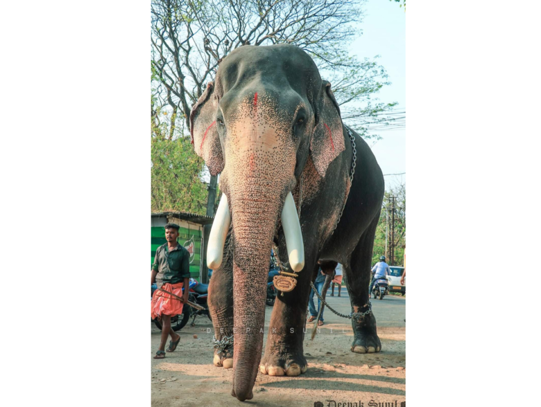 Mangalamkunnu Ayyappan