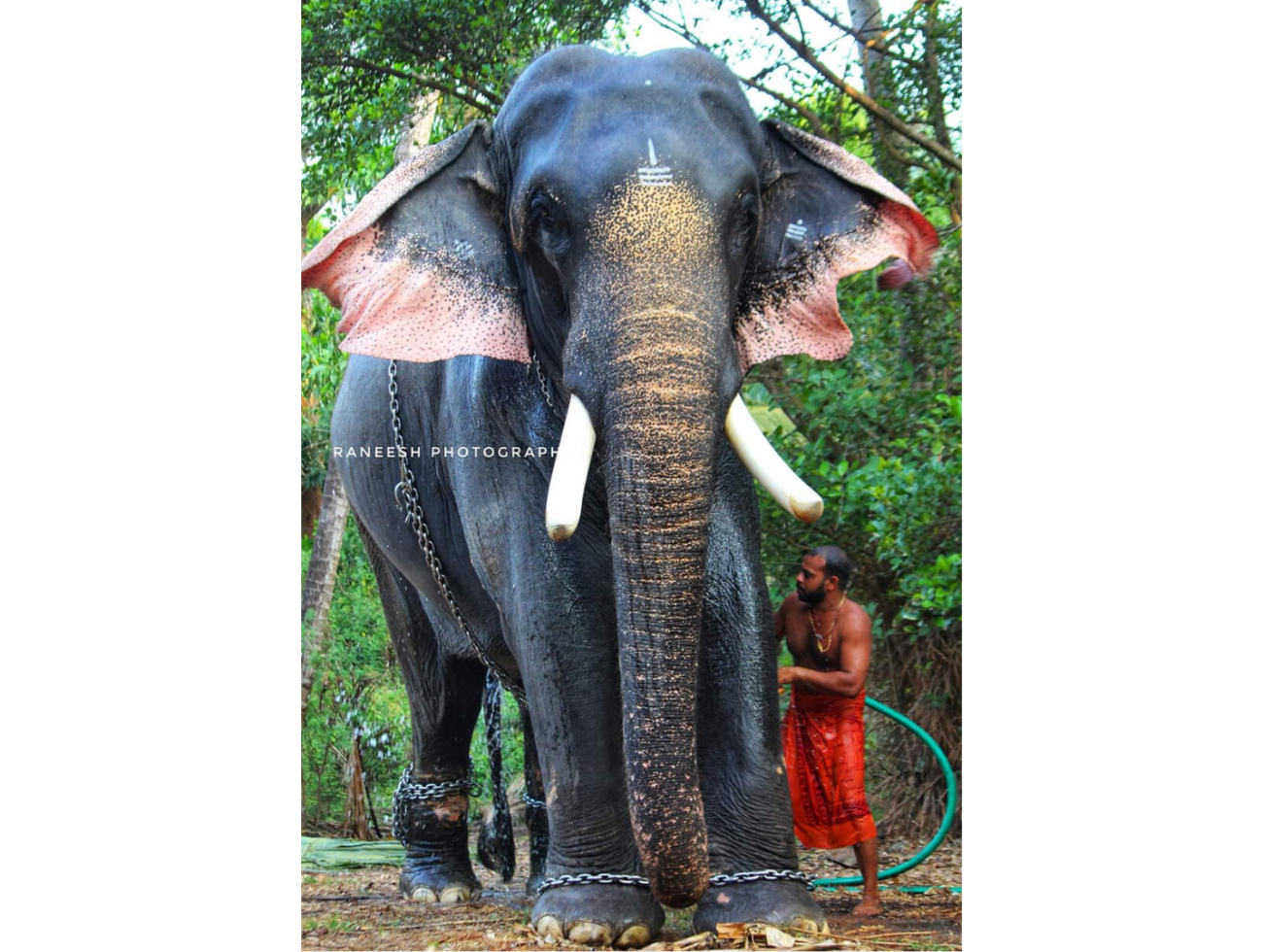 Top 10 Famous Elephants Living In Kerala - India