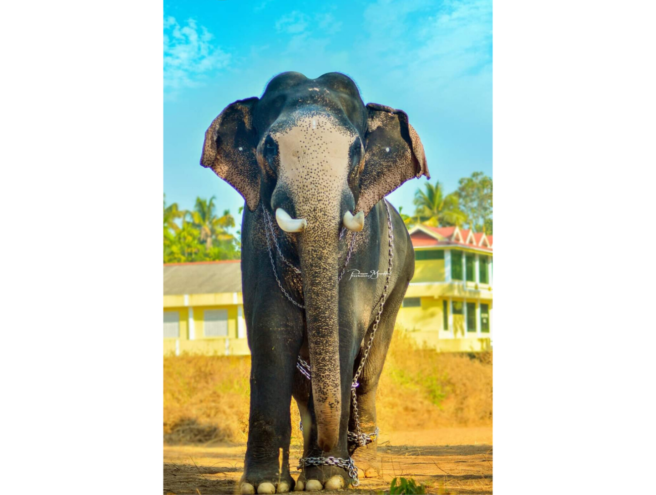 Top 10 famous Elephants living in Kerala India