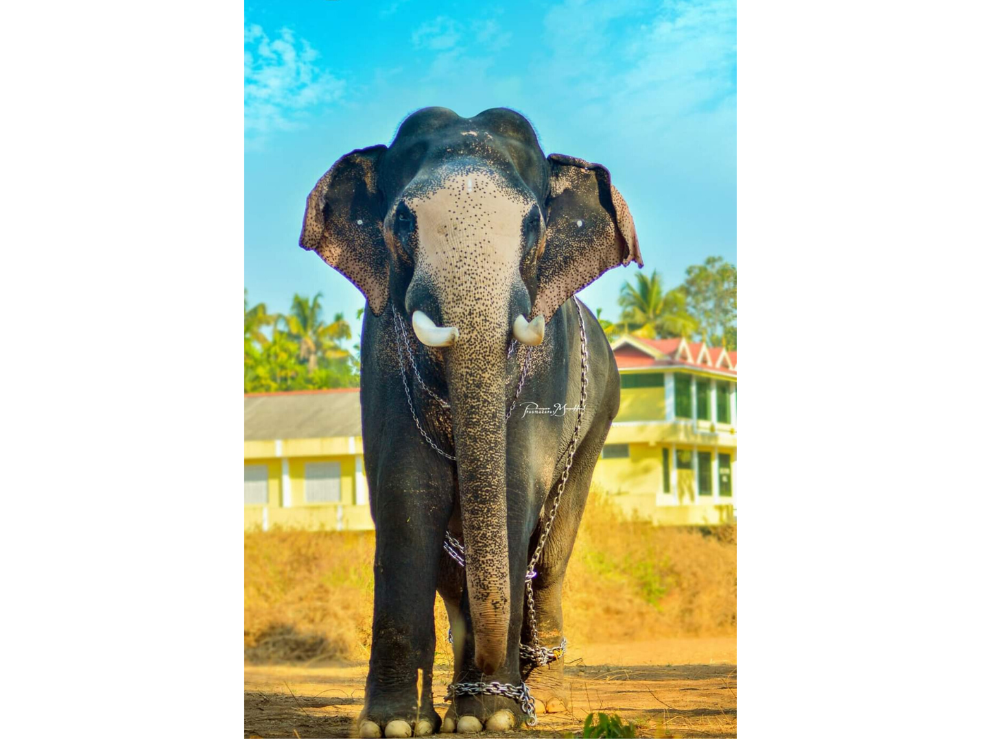 Top 10 famous Elephants living in Kerala - India