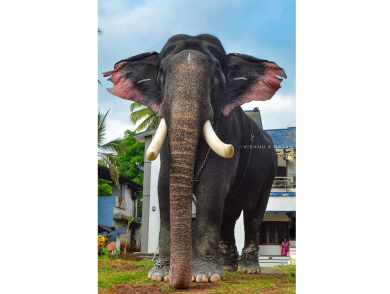 Top 10 famous Elephants living in Kerala - India