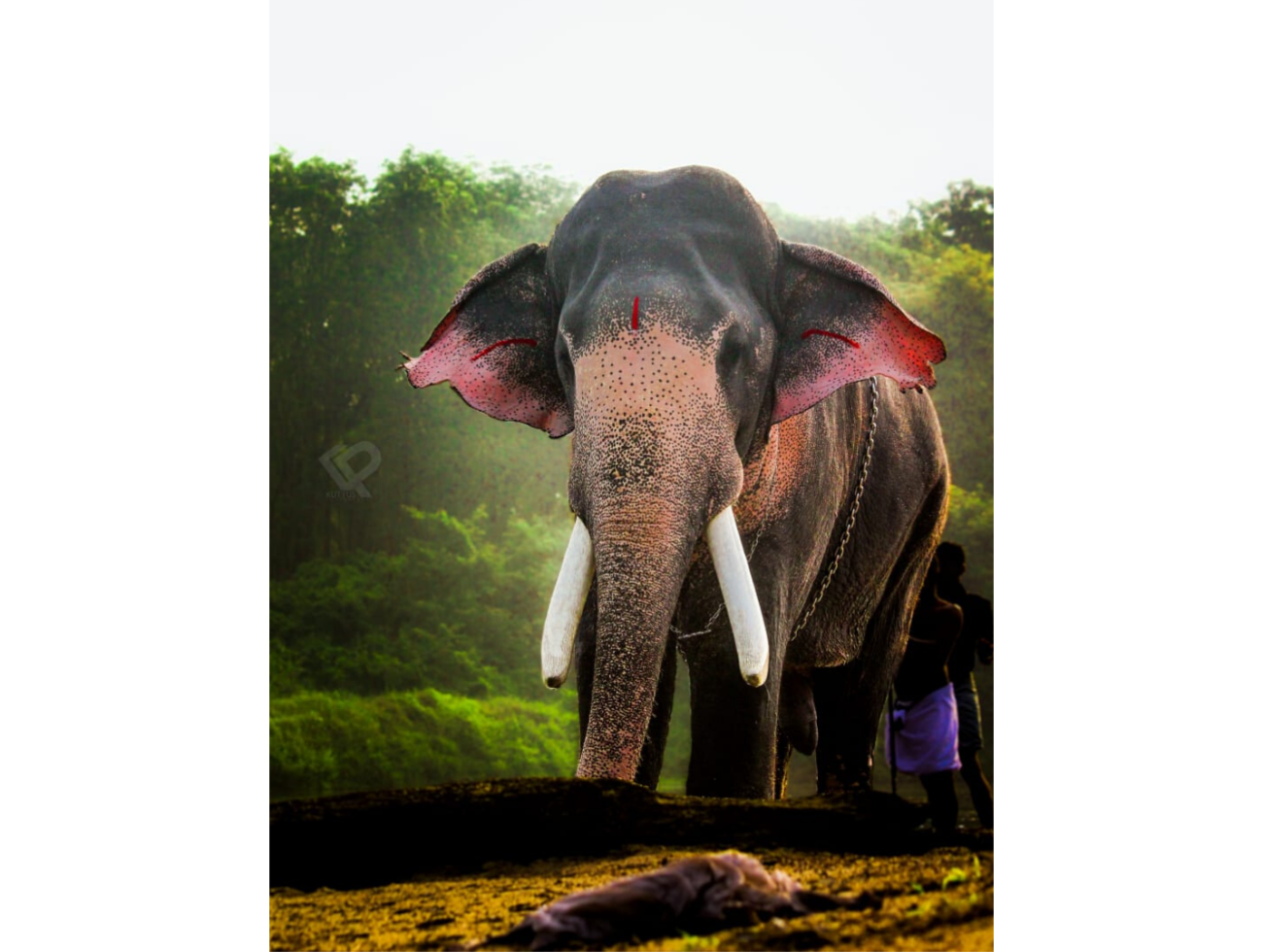 Top 10 famous Elephants living in Kerala India