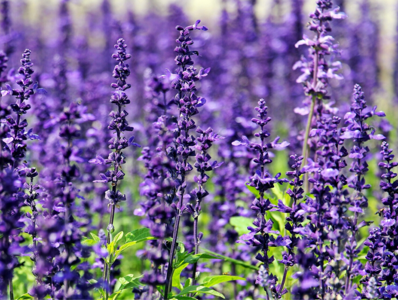 Flower Garden Munnar