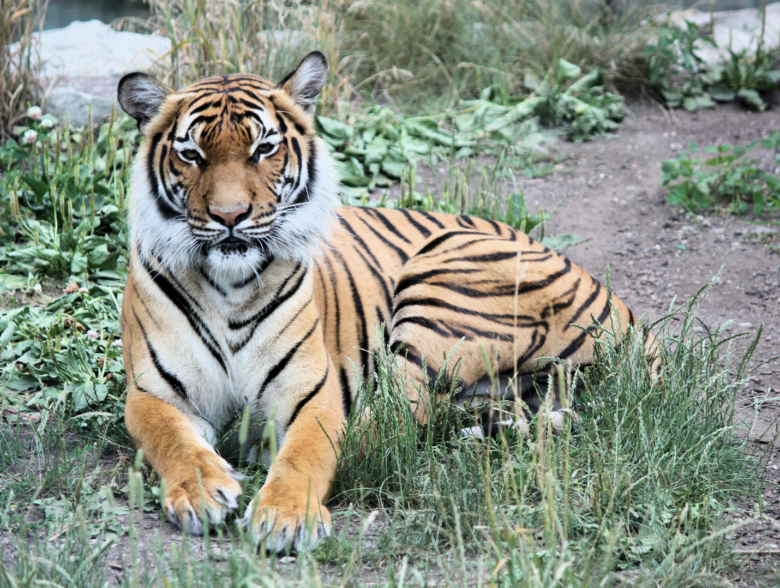 Periyar Tiger Reserve