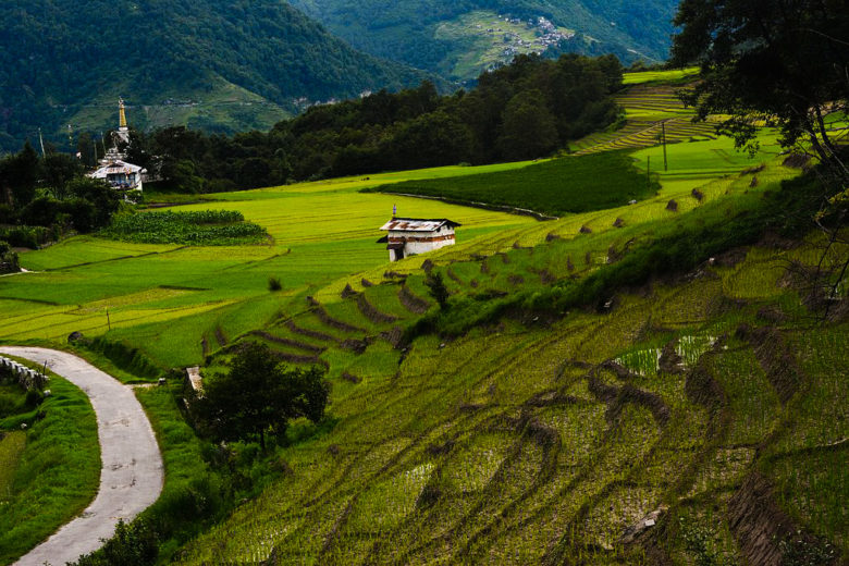 Paddy_fields_at_Ziro